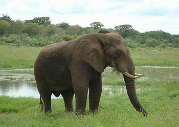 elephant