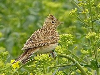 skylark