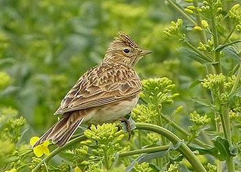 skylark