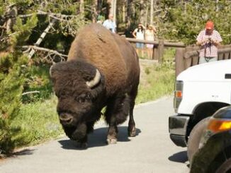 bison