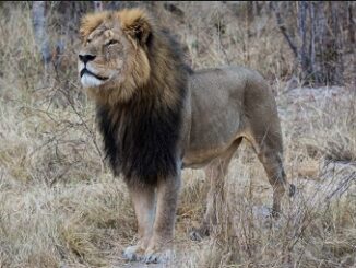 lion