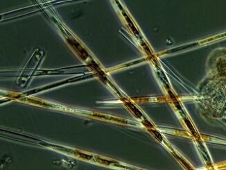 algae