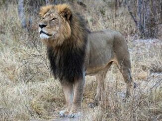 Cecil