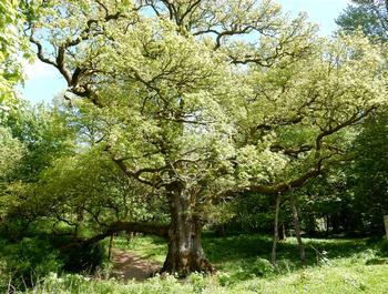 oak tree