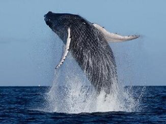 whale