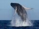 whale
