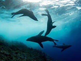 seals