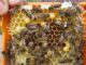 bees