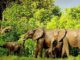 elephants