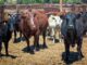cows
