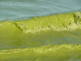algae waves
