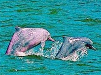 dolphins