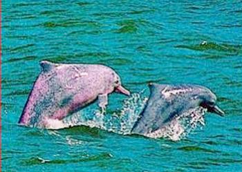 dolphins