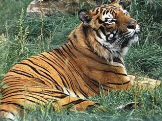 tiger