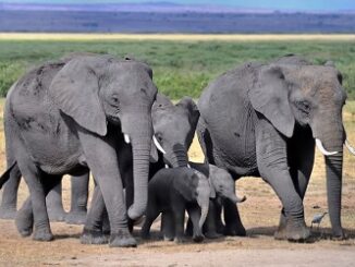 elephants