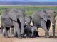 elephants