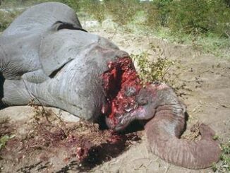 dead elephant