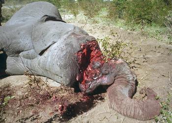 dead elephant