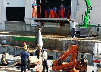 unloading tuna