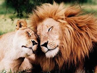 lions