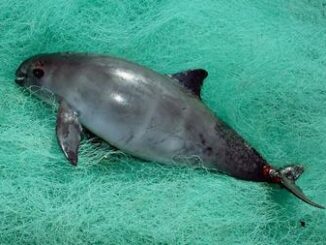 vaquita