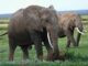 elephants