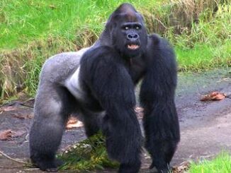 gorilla