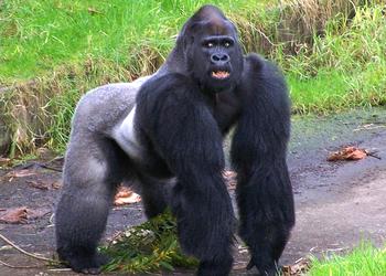 gorilla