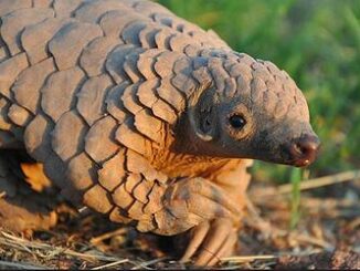 pangolin