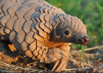 pangolin