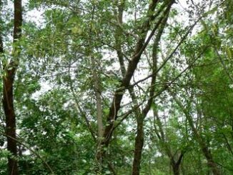 forest