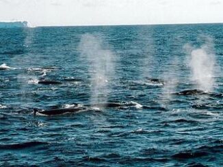 whales