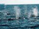 whales