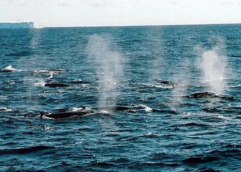 whales