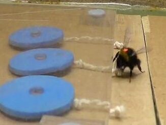 bee