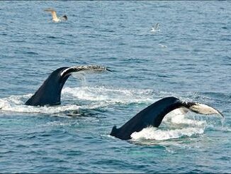 whales