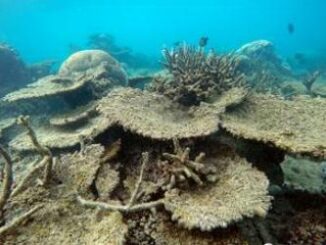 corals dead