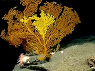 coral