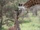 giraffes
