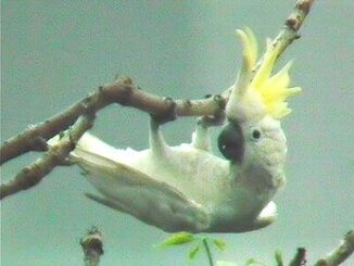 cockatoo