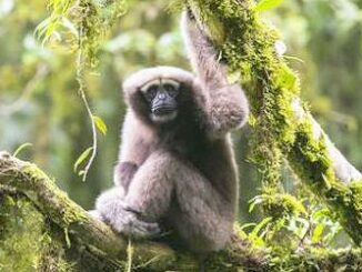 new gibbon
