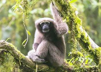 new gibbon