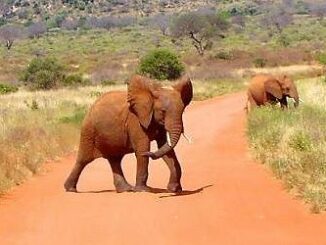 Tsavo