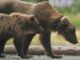 bears