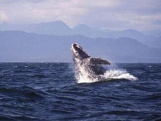 whale