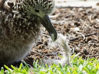 albatross
