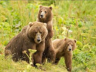 bears