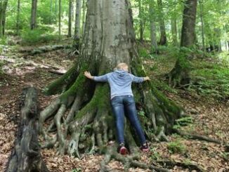 forest