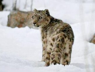 snow leopard