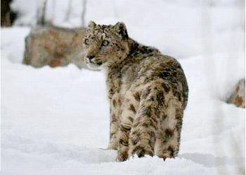 snow leopard